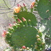 Opuntia depressa - Photo 由 Ulises Guzmán 所上傳的 (c) Ulises Guzmán，保留部份權利CC BY-NC