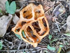 Clathrus