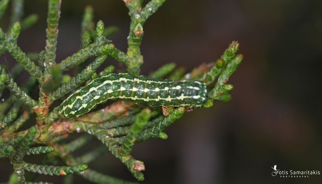 Lithophane lapidea