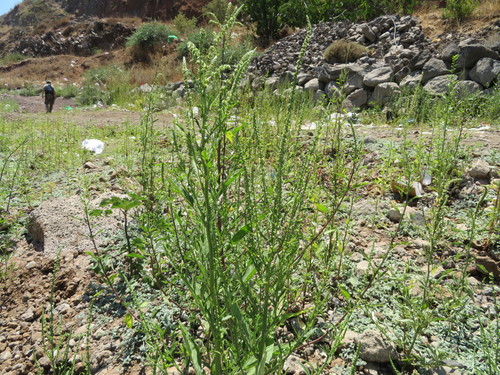 Tall Amaranth (Amaranthus rudis)