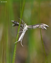 Merrifieldia malacodactyla