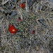 Austrocylindropuntia lauliacoana - Photo (c) Martin Lowry, algunos derechos reservados (CC BY-NC), subido por Martin Lowry