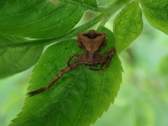 Angaeus rhombifer
