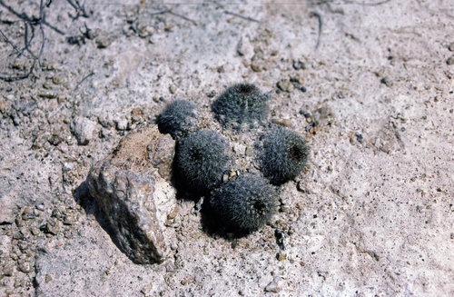 Pygmaeocereus bylesianus