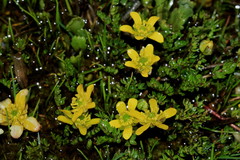 Ranunculus gracilipes
