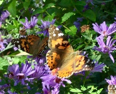 Vanessa cardui