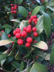 Skimmia