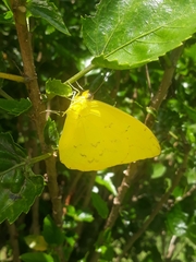 Phoebis philea philea