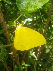 Phoebis philea philea