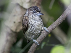 Picumnus squamulatus