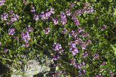 Thymus nummularius