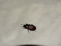Neoaulacoryssus speciosus