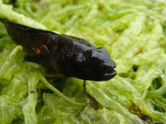 Neogobius melanostomus