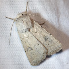 Agrotis vetusta