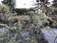 Foeniculum vulgare