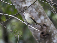 Nesotriccus incomtus