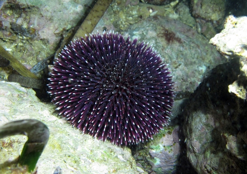 Red Sea Urchin