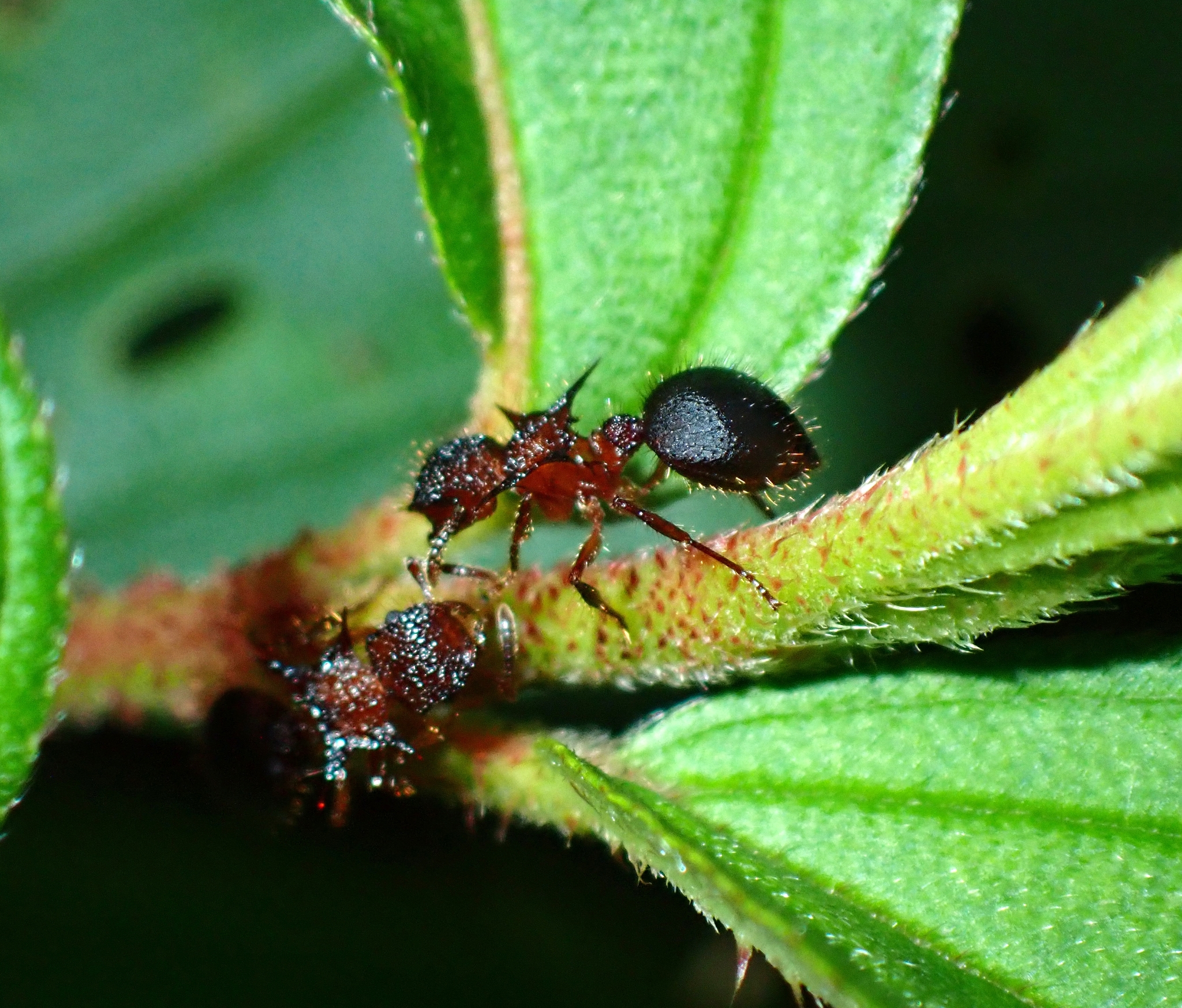 Meranoplus mucronatus