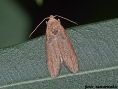 Aphomia cephalonica