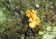 Yungia aurantiaca