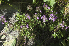 Thymus nummularius