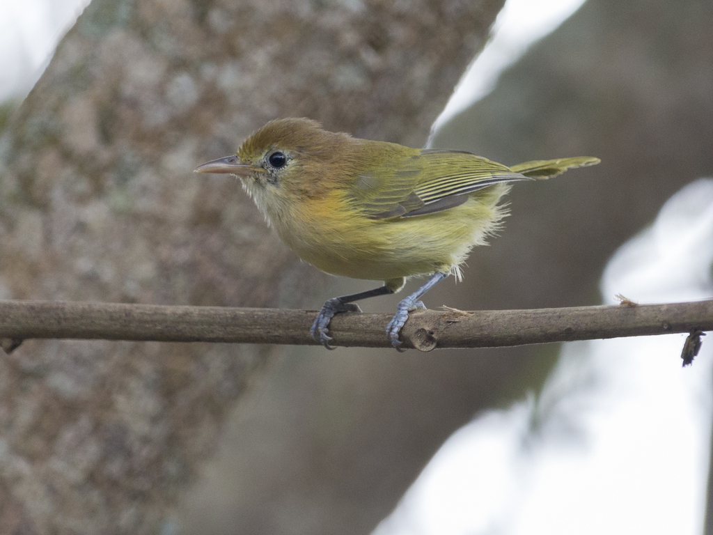 Golden-fronted Greenlet photo