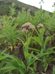 Stevia camporum