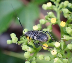 Hemithyrsocera histrio