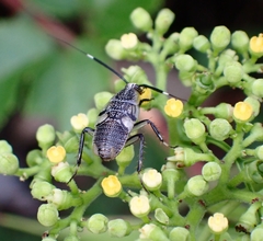 Hemithyrsocera histrio