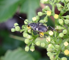 Hemithyrsocera histrio