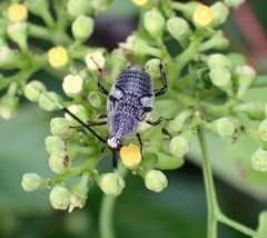 Hemithyrsocera histrio