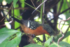 Microrhopias quixensis