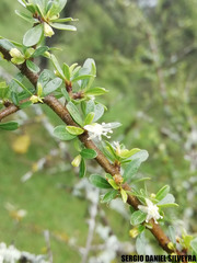 Erythroxylum cuneifolium