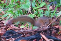 Microsciurus