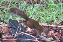 Microsciurus