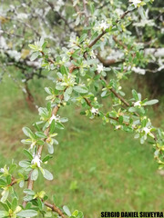 Erythroxylum cuneifolium