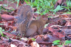 Microsciurus