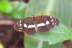 Castilia