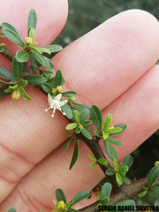 Erythroxylum cuneifolium