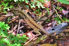 Middle American Ameiva photo 4