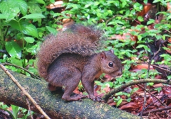 Microsciurus