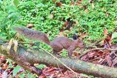 Microsciurus