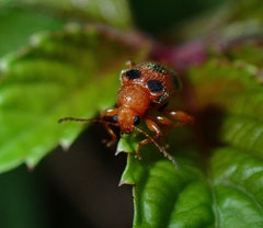 Aoria bowringi