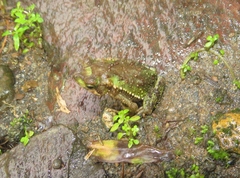 Incilius coniferus