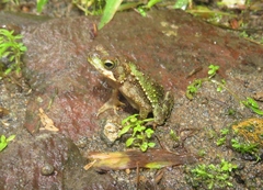 Incilius coniferus