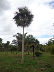 Copernicia prunifera