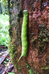 Smerinthinae