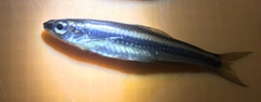 Notropis petersoni