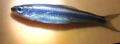 Notropis petersoni