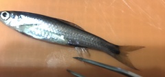 Notropis petersoni